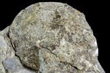 Sphenodiscus Ammonite - South Dakota #110573-1